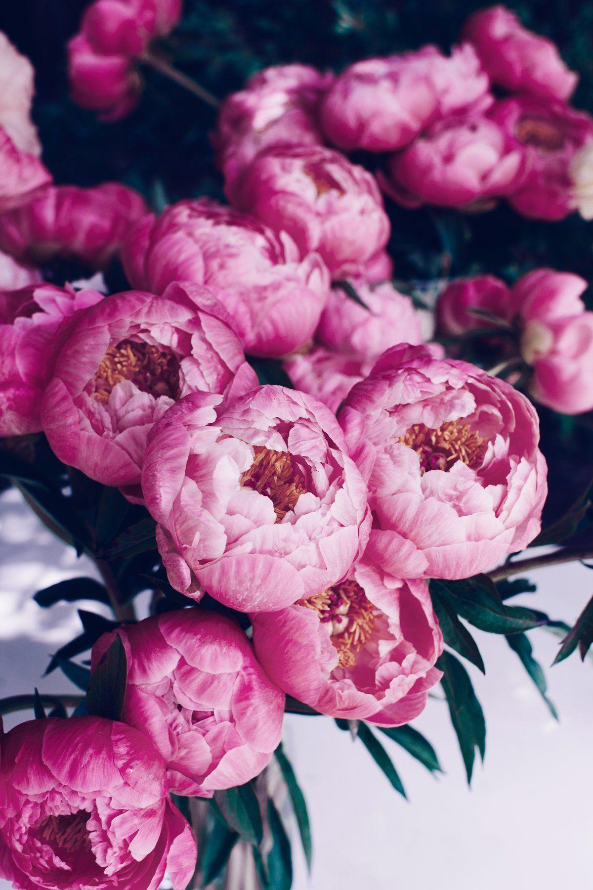 Pink Peonies Flower Wallpapers - Top Free Pink Peonies Flower Backgrounds - WallpaperAccess