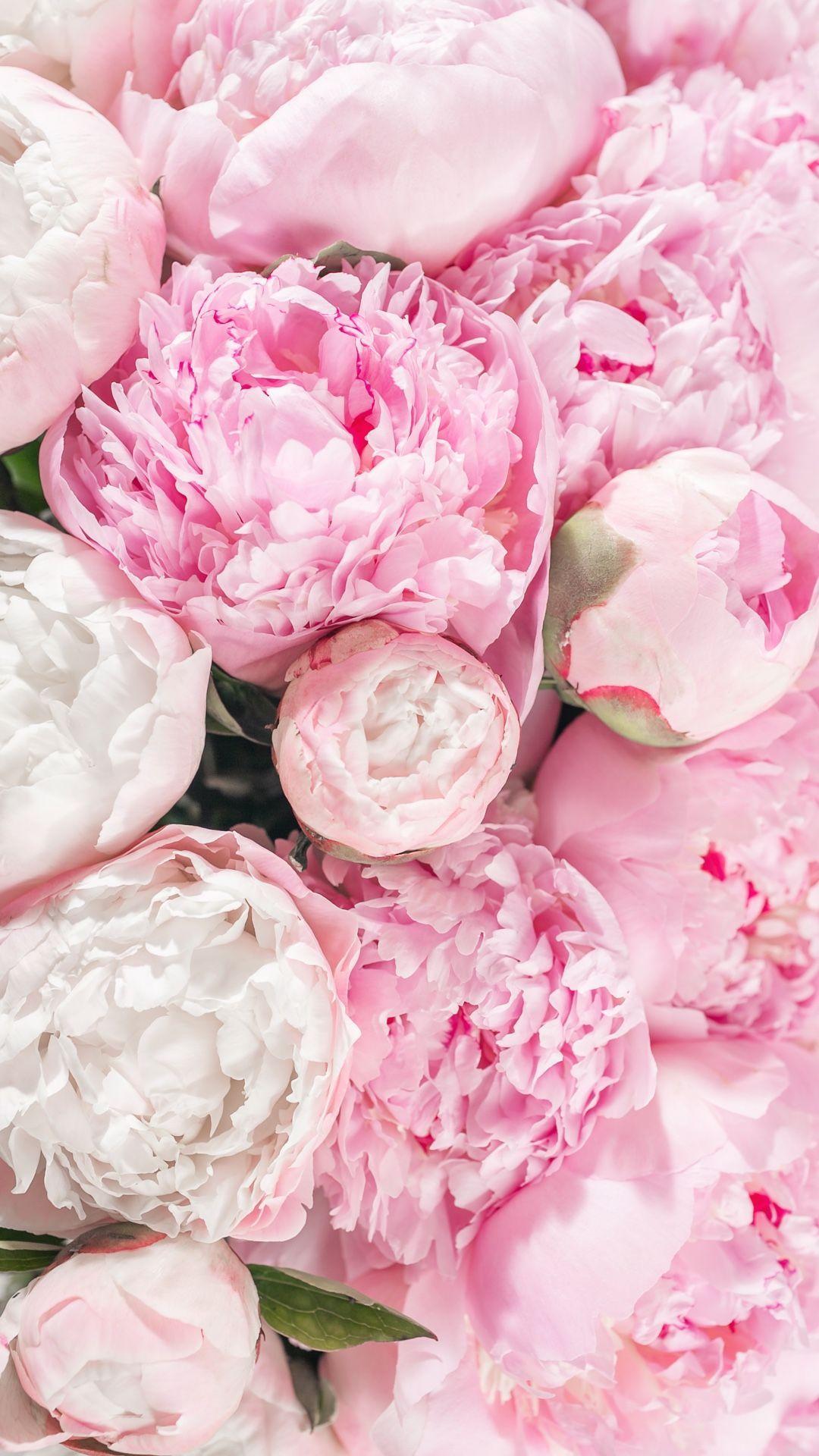 Pink Peonies Flower Wallpapers - Top Free Pink Peonies Flower Backgrounds -  WallpaperAccess