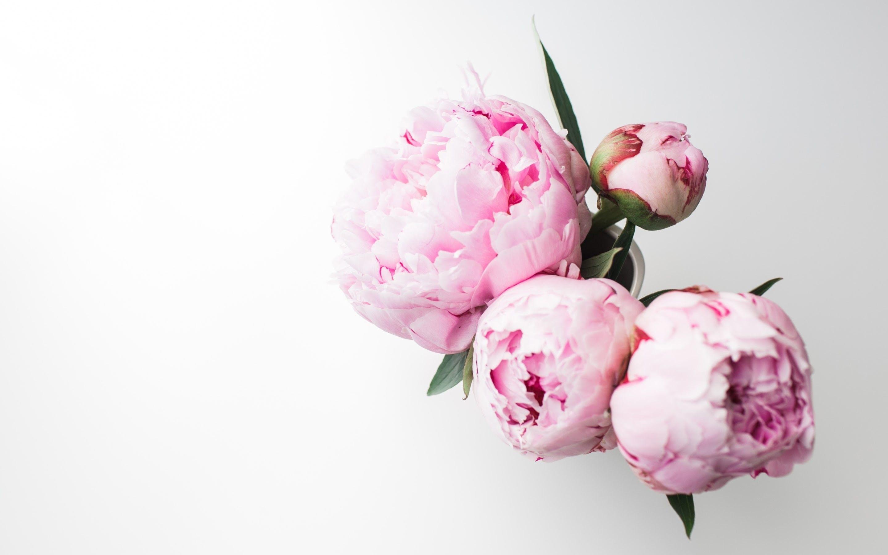 2880x1800 Peonies Wallpaper