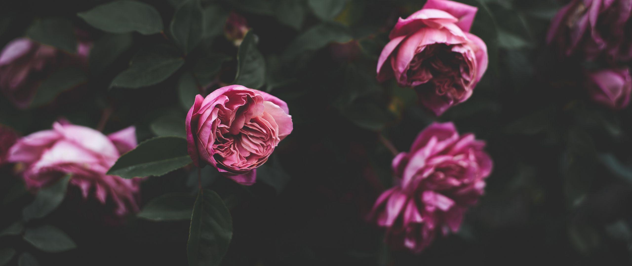 2560x1080 Download wallpaper 2560x1080 peonies, buds, bush, flowers dual