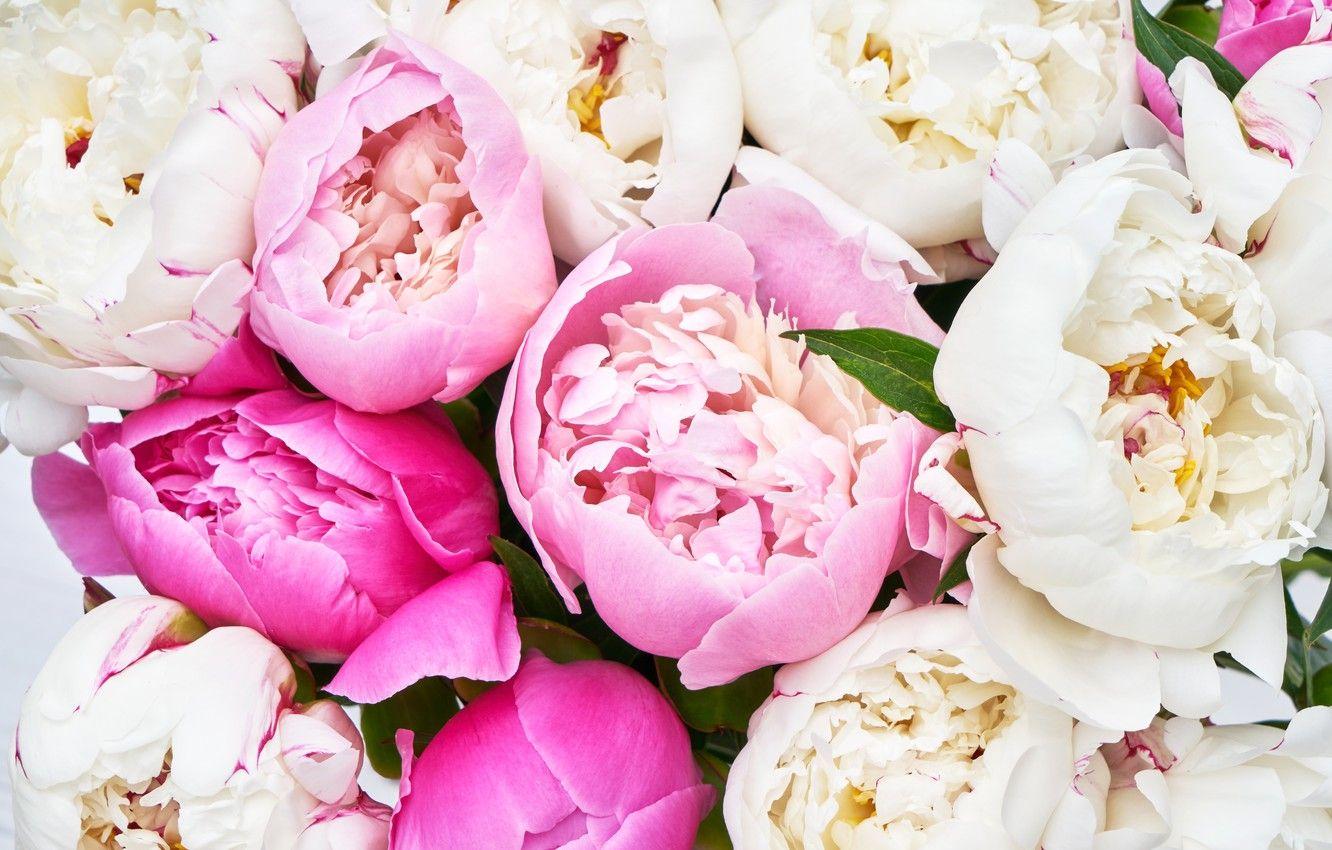 1332x850 Wallpaper flowers, pink, white, pink, flowers, peonies, peonies