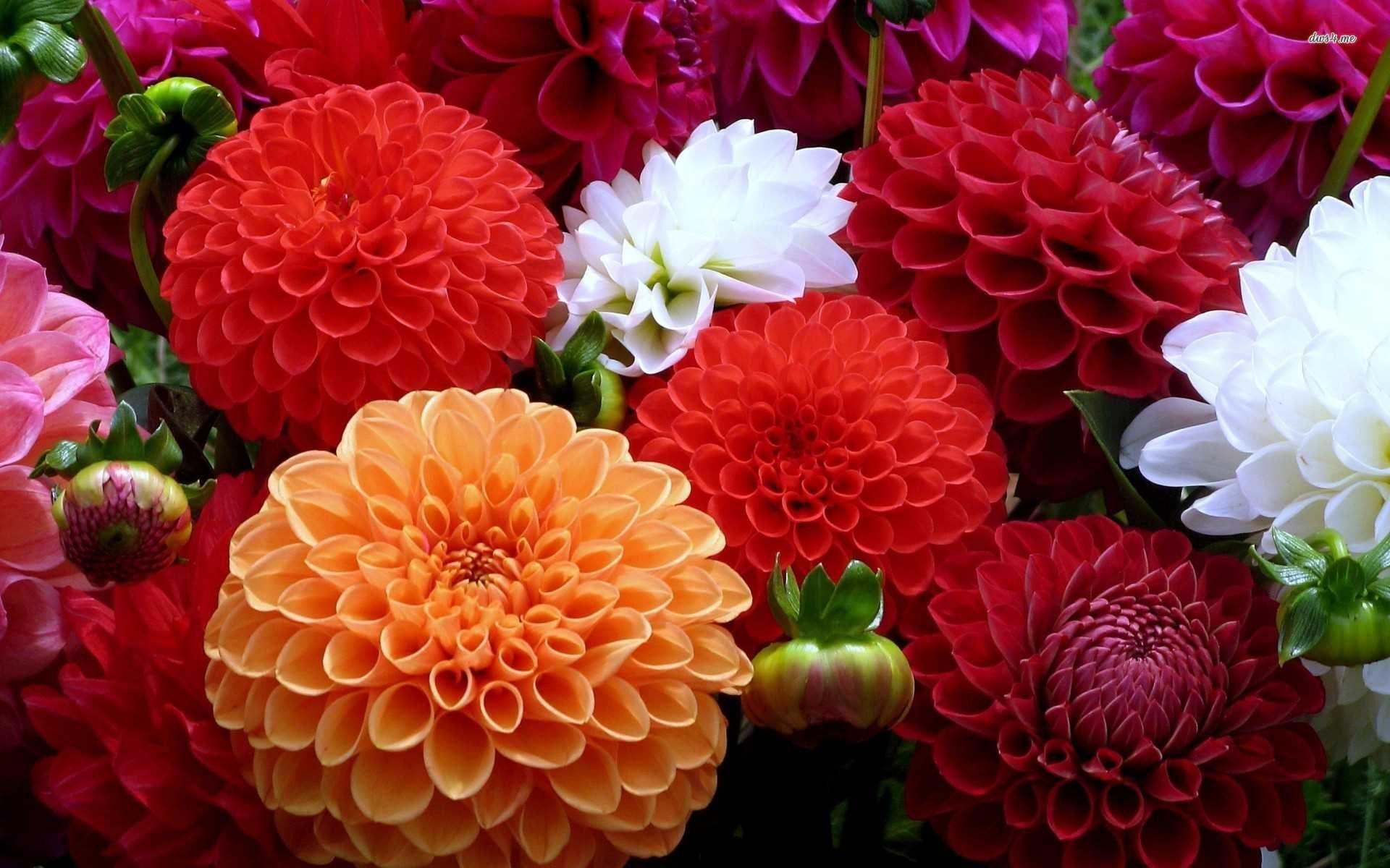 1920x1200 beautiful dahlia flower wallpaper desktop