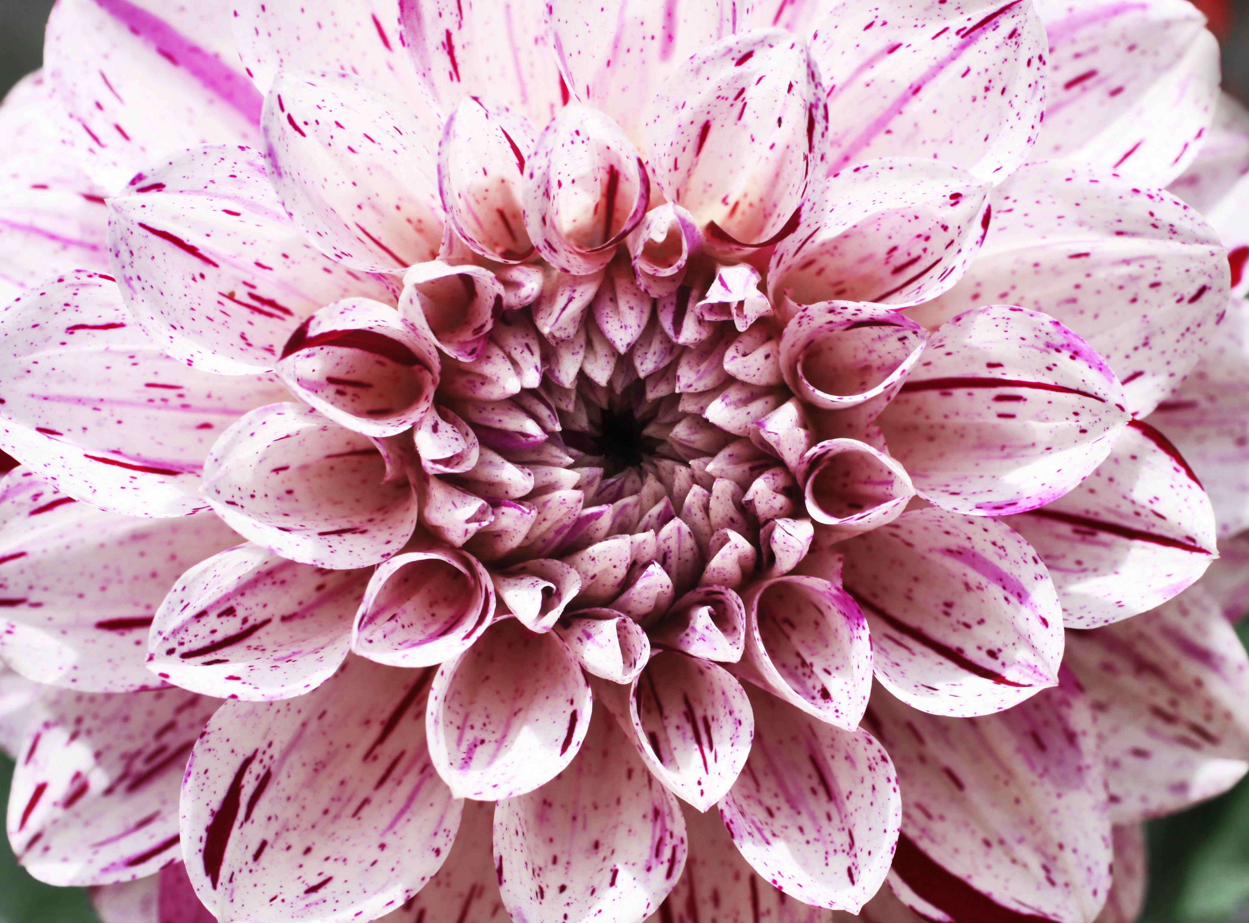 4180x3090 Free download Fallen Angel Dahlia HD wallpaper Fallen Angel Dahlia [4180x3090] for your Desktop, Mobile & Tablet. Explore Dahlia Flower Wallpaper. Dahlia Desktop Wallpaper