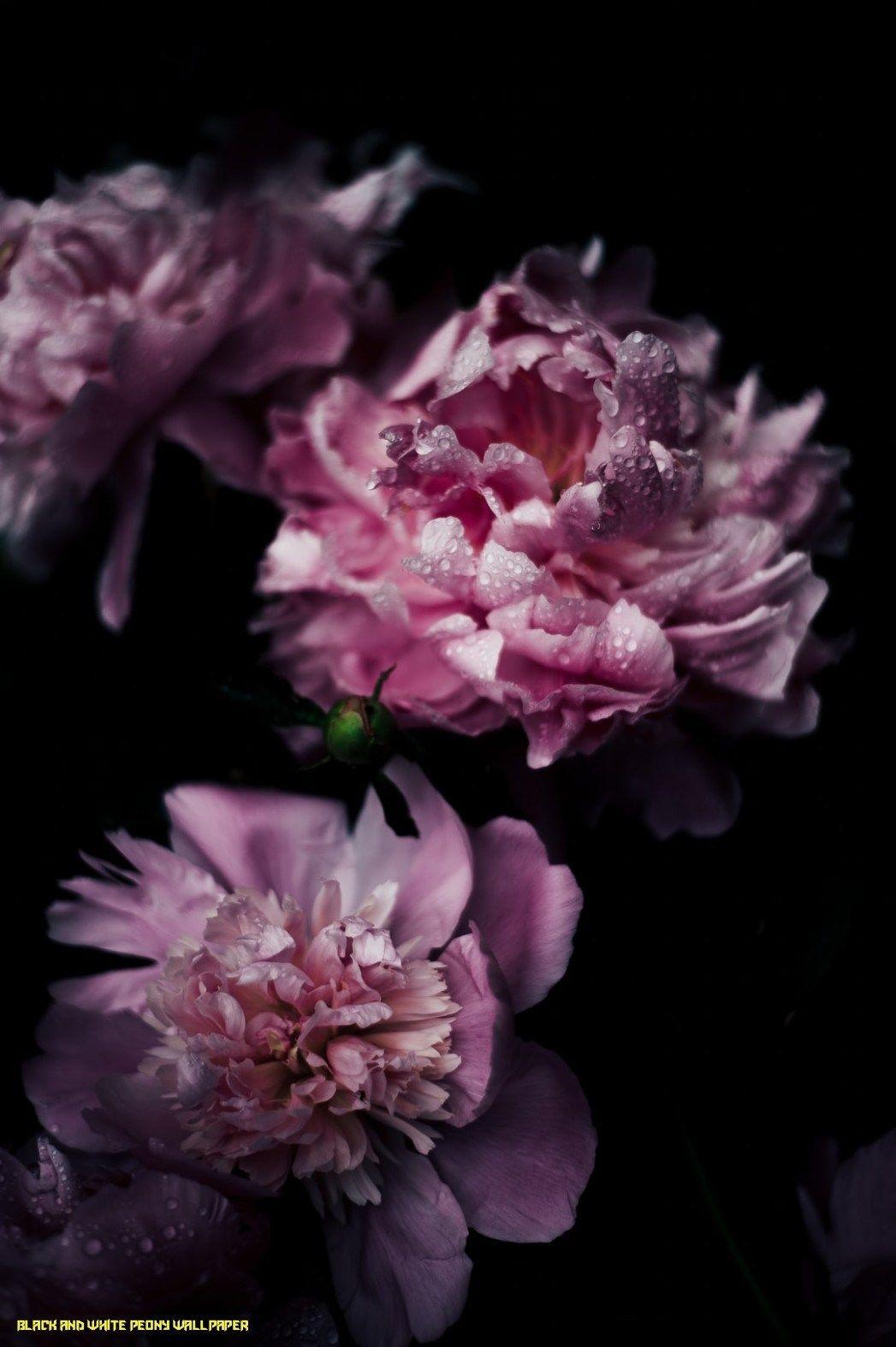 1047x1574 Peony Flower Wallpaper