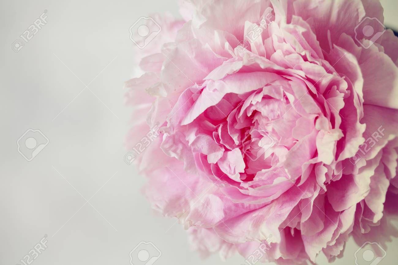 1300x866 Wallpaper Roses Flowers Wallpaper