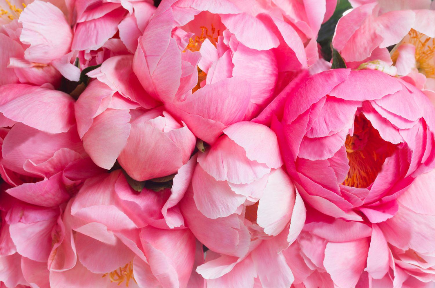 1500x993 Photo, Vinyl, Self Adhesive, Peony, Pattern .oliprint Art.com · In Stock