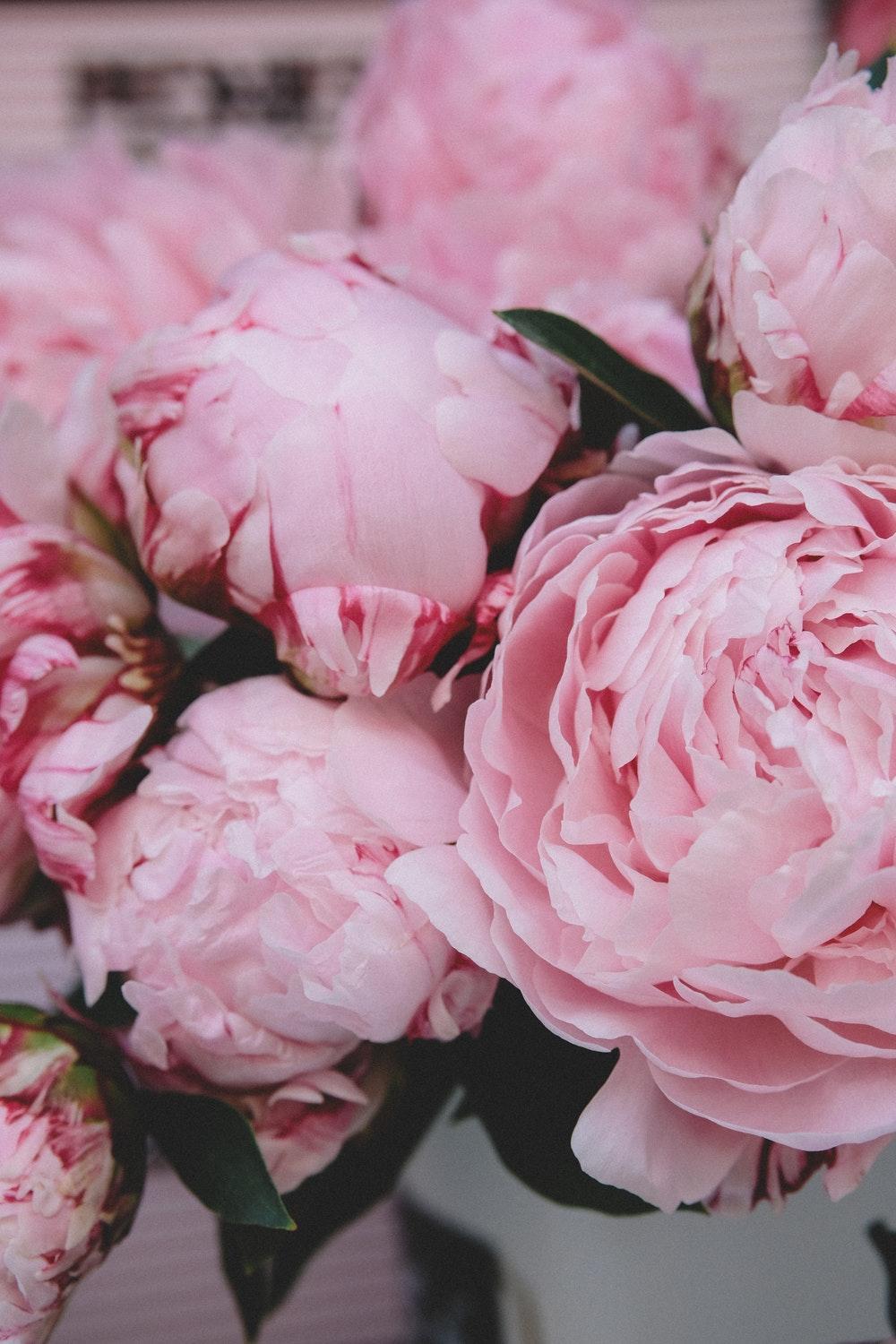 1000x1500 Peonies At Sunset Wallpaper