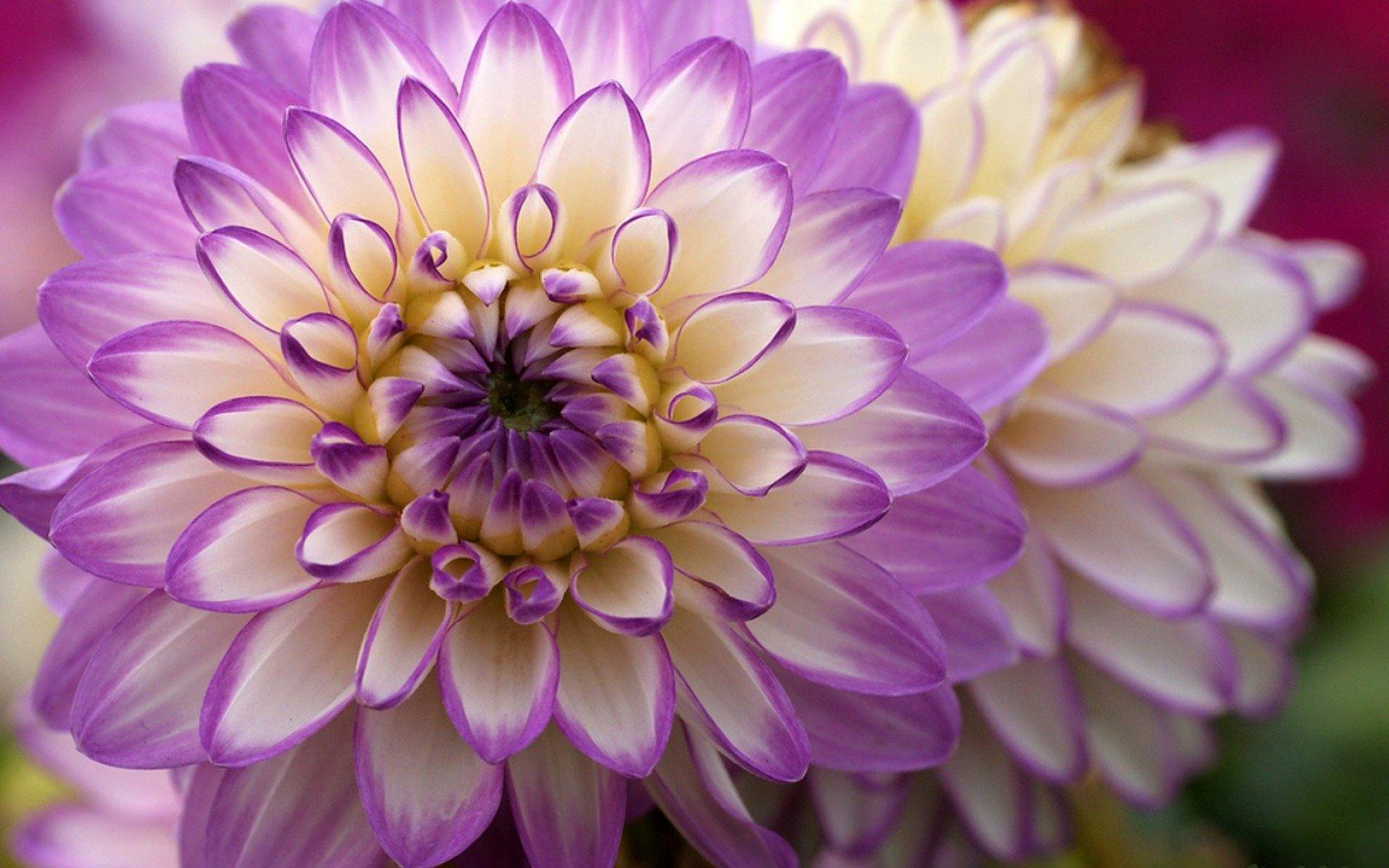 Dahlia Desktop Wallpapers - Top Free Dahlia Desktop Backgrounds