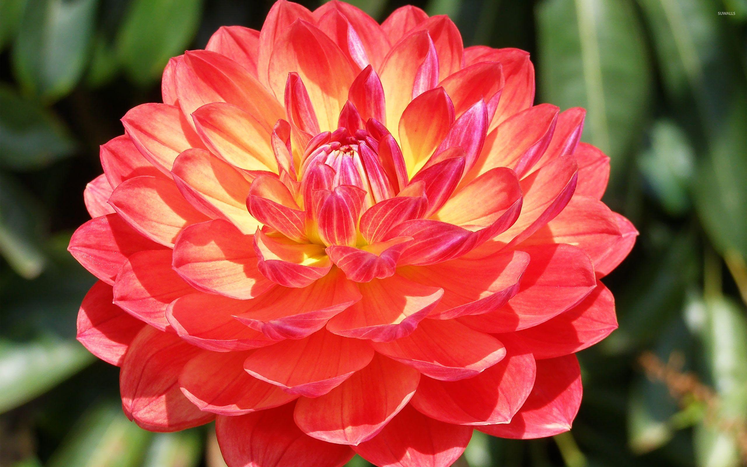 2560x1600 Pink dahlia [2] wallpaper wallpaper