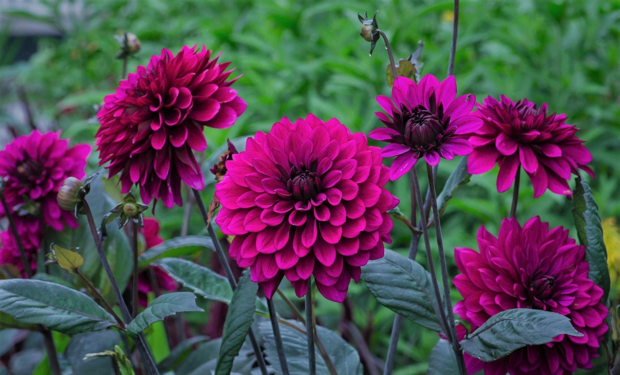2048x1240 Dahlia Wallpaper and Background HD Wallpaper