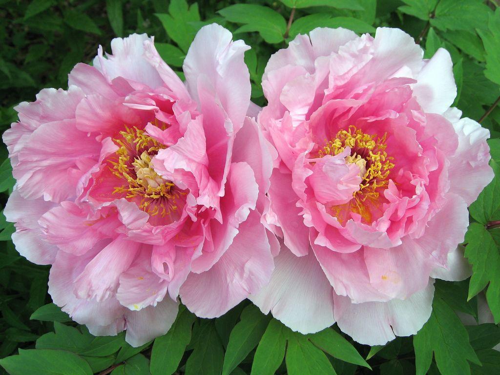 1024x768 Peony Flowers wallpaperx768