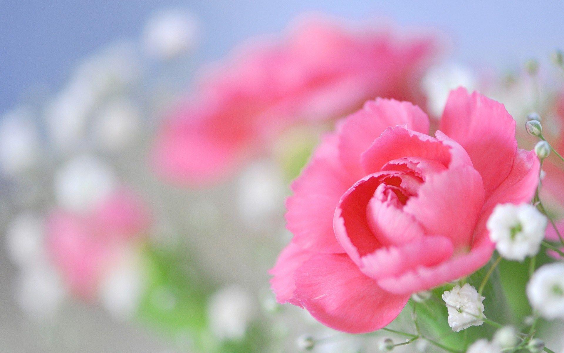 1920x1200 Peony Wallpaper Free Download .