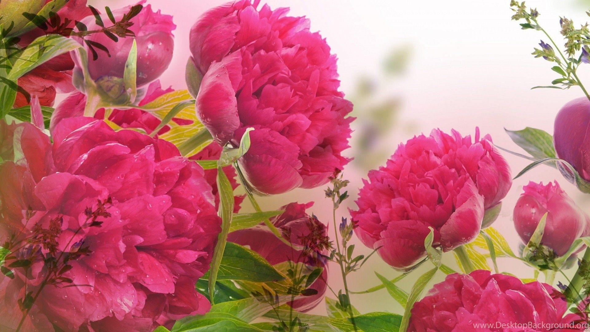 1920x1080 Peonies Beautiful Flowers Wallpaper HD Download For Desktop