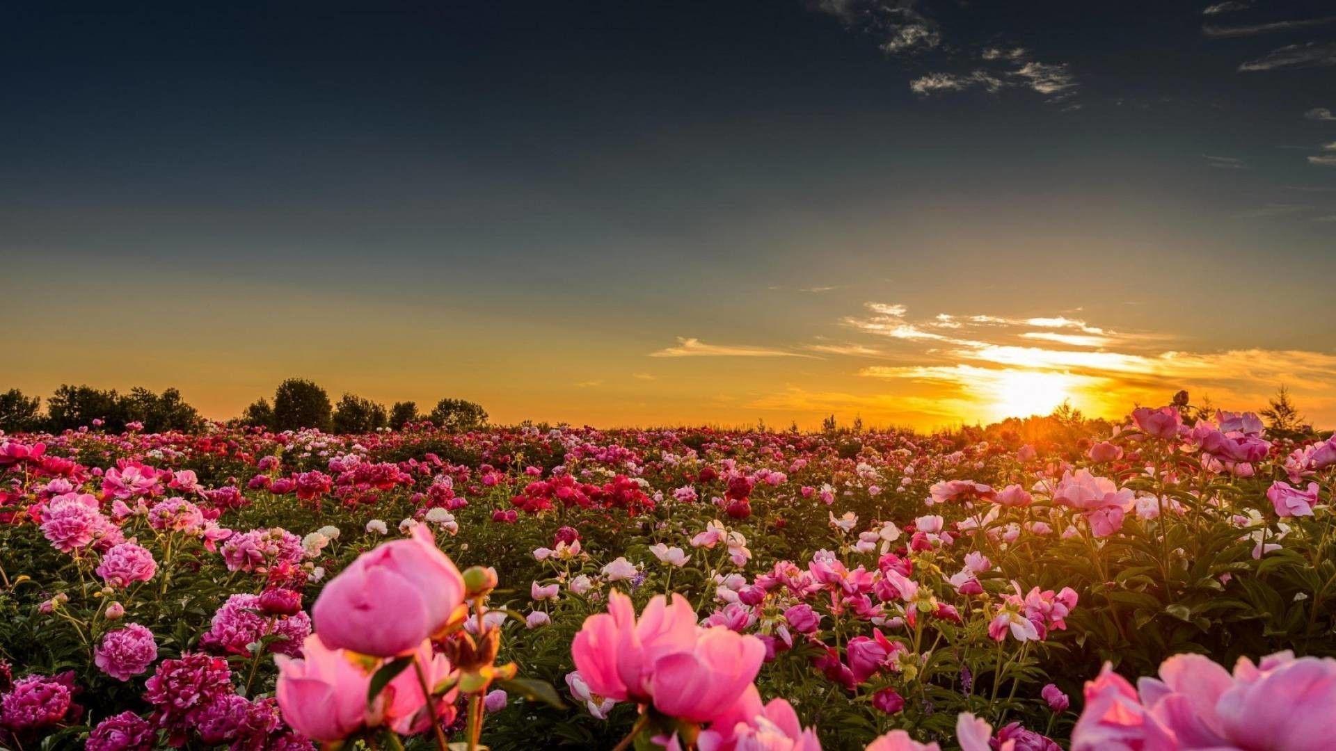 1920x1080 Peony Desktop wallpaper wallpaper Collections