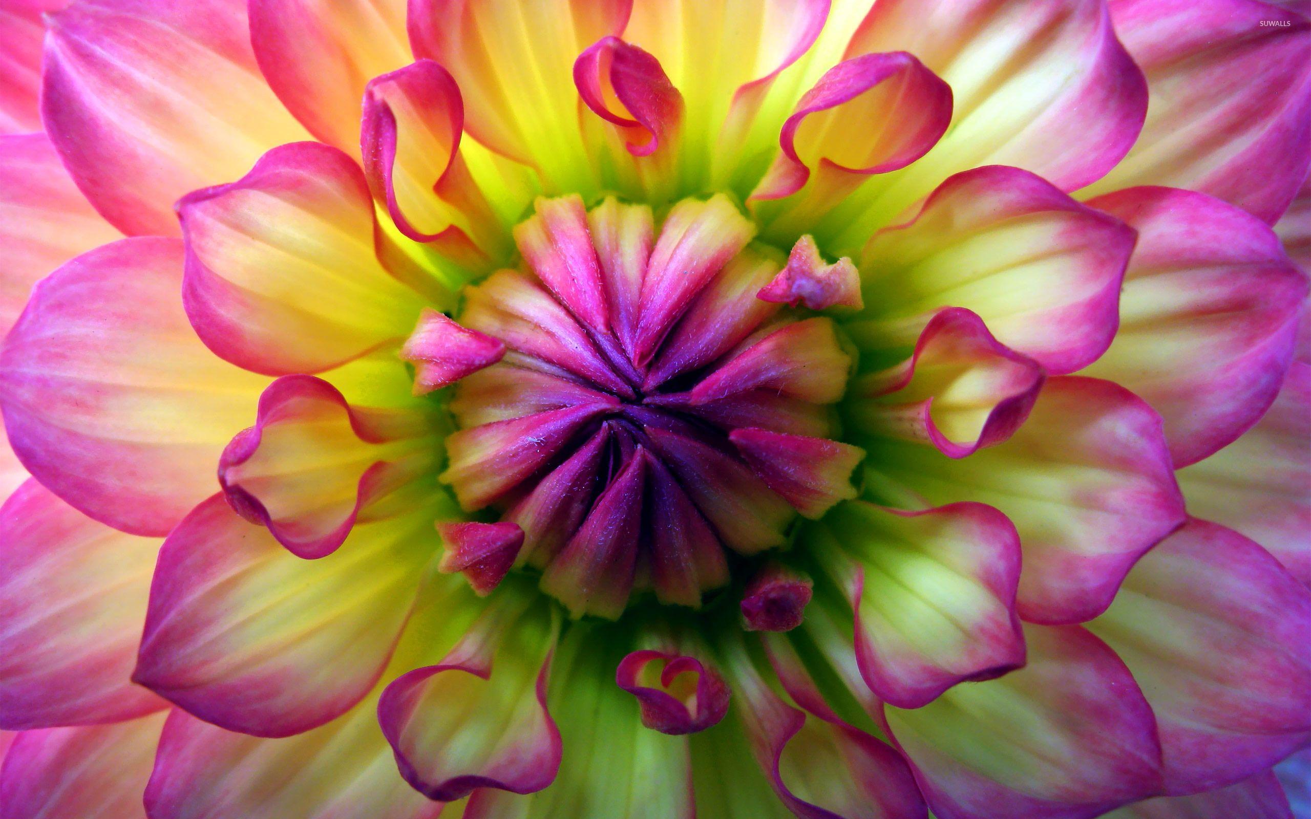 2560x1600 Free download Colorful dahlia wallpaper Flower wallpaper 19705