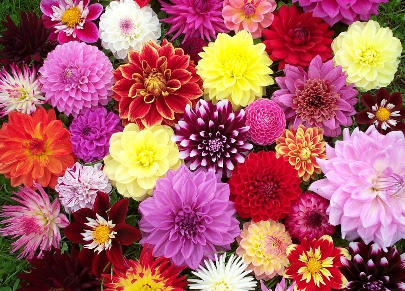 1400x1007 Computer Wallpaper, Desktop Background Dahlia, 874.05 KB