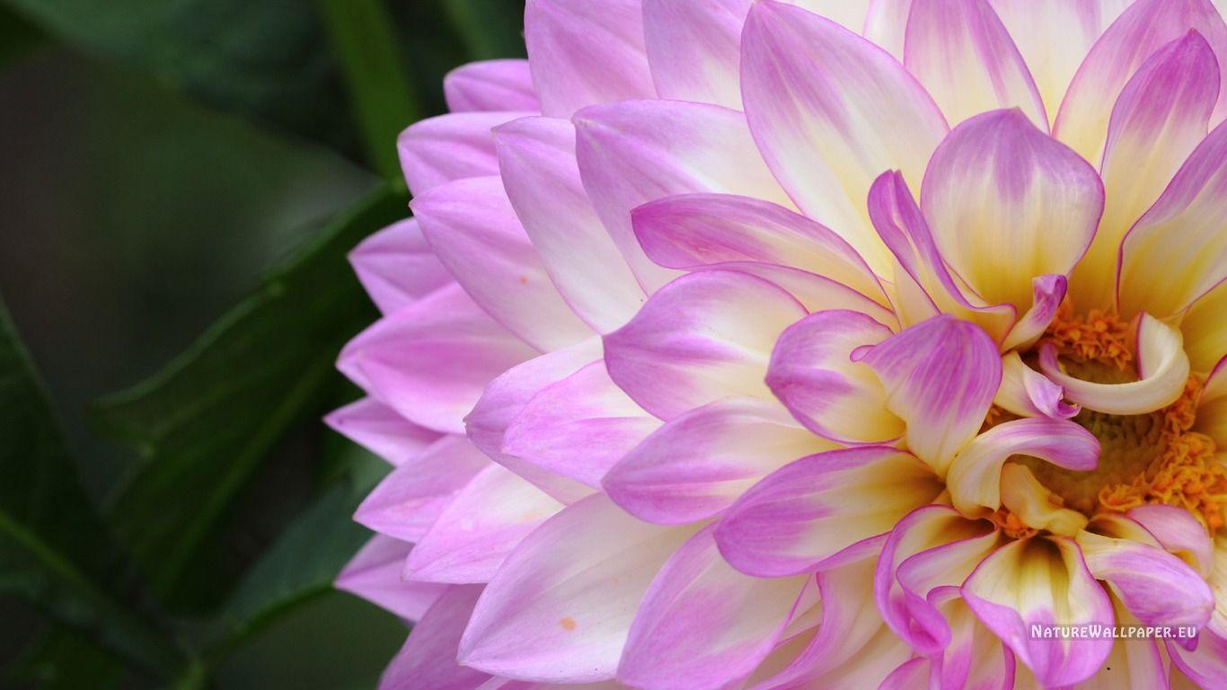 1366x768 Dahlia Desktop Wallpaper