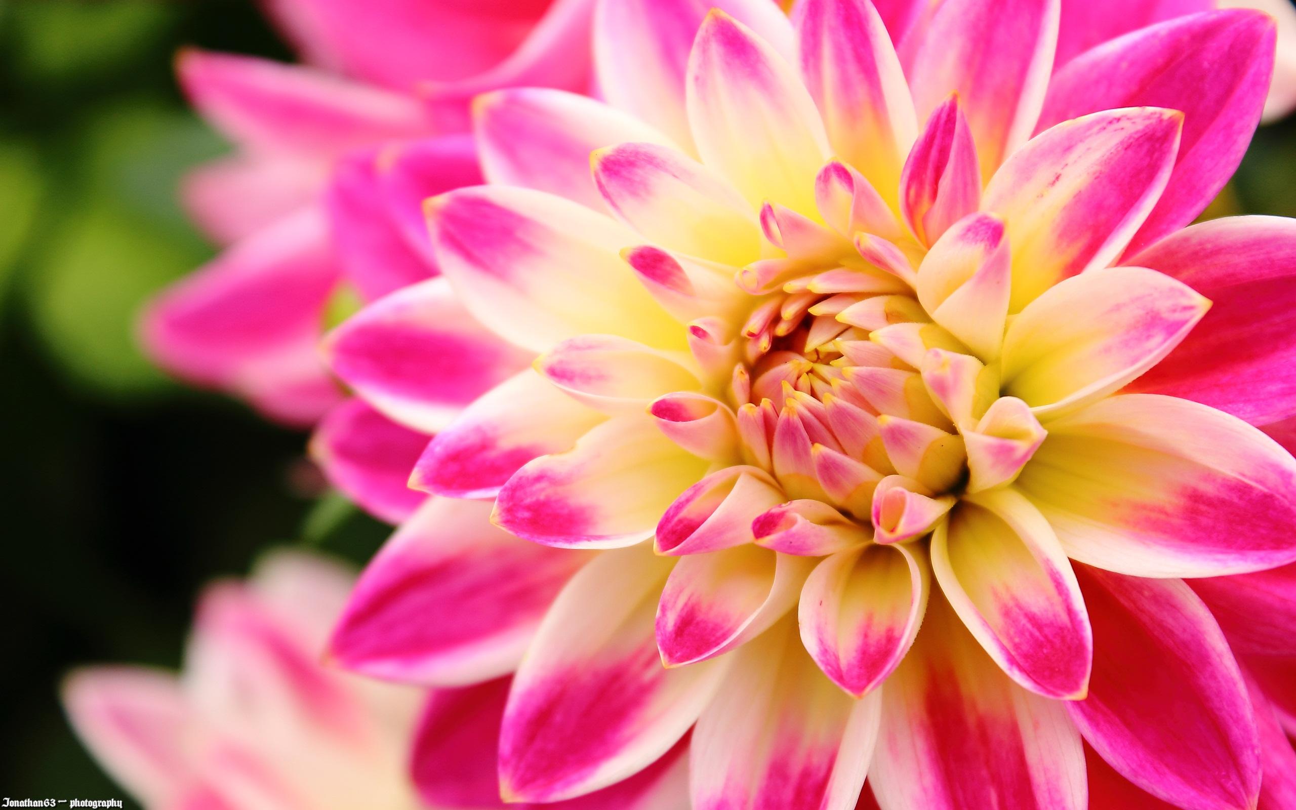 2560x1600 Dahlias Wallpaper. Colorful Dahlias