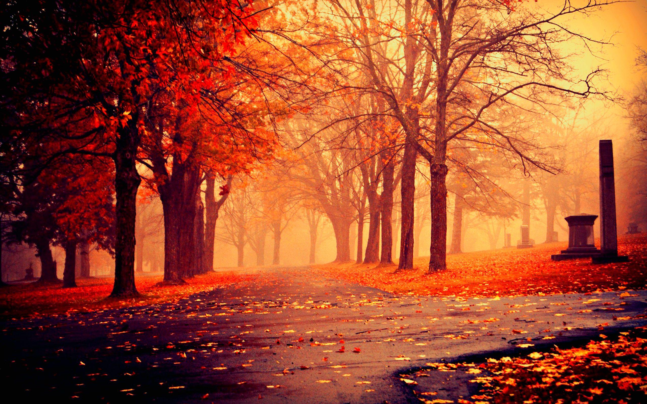 2560x1600 Autumn desktop background HD