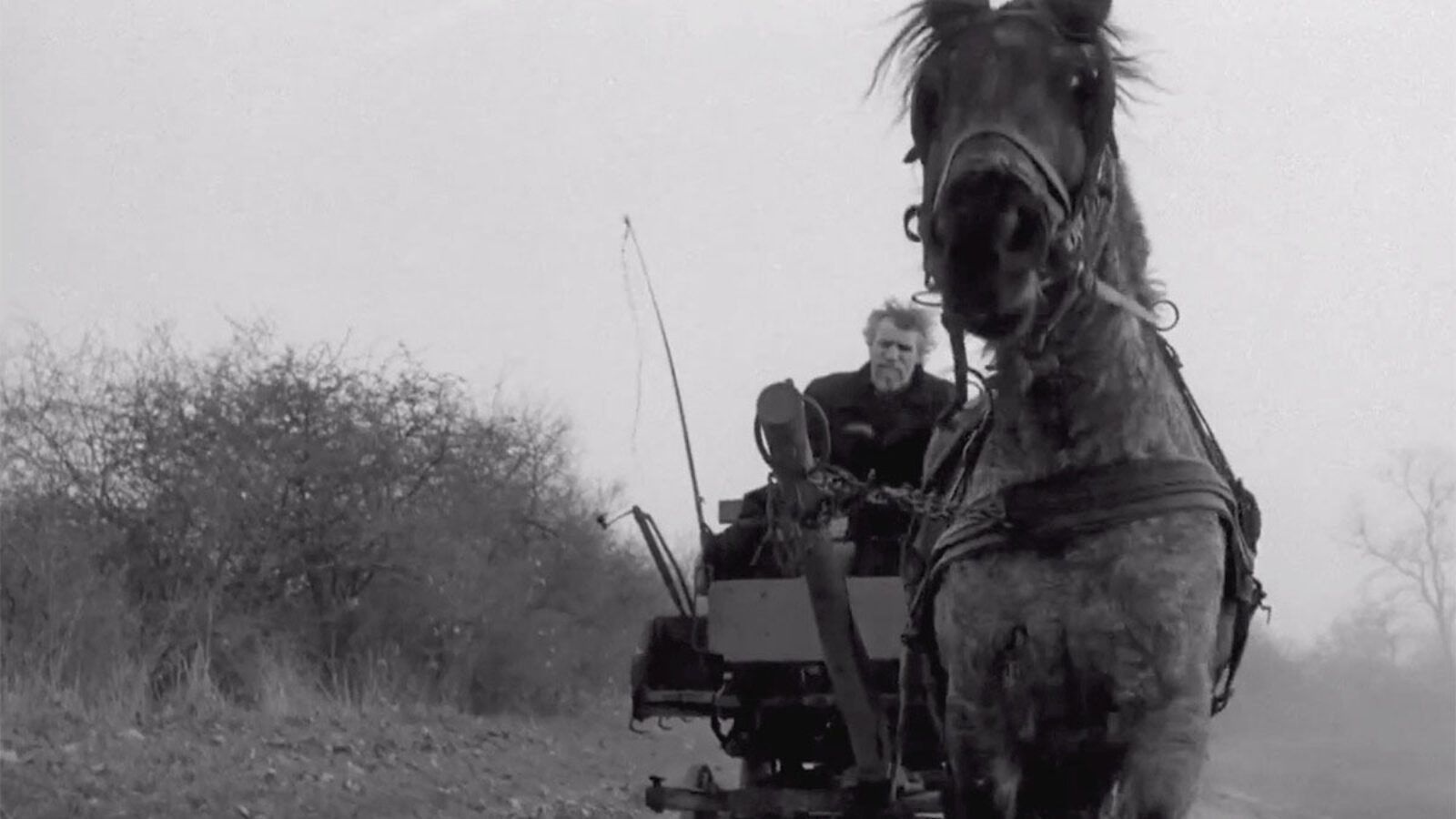 1600x900 The Turin Horse