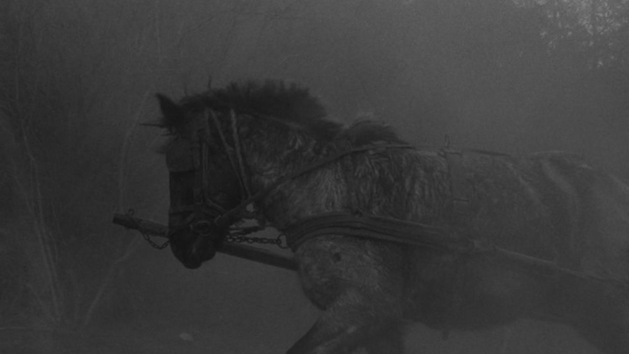 1280x720 The Turin Horse (2011) as Horse