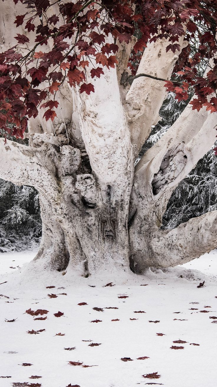 736x1308 Game of thrones tree wallpaper. Game of thrones winterfell tree, Game of thrones winterfell wallpaper