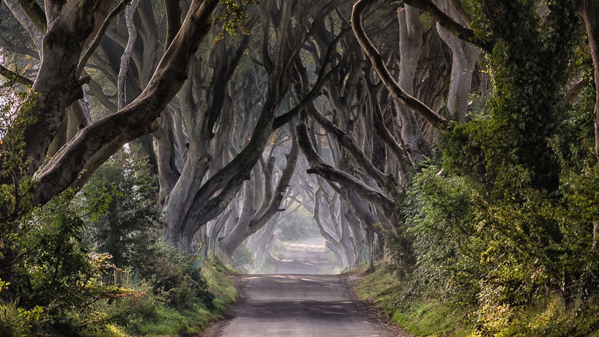 2048x1152 Game of Thrones' famous Dark Hedges trees could face chop in Northern Ireland