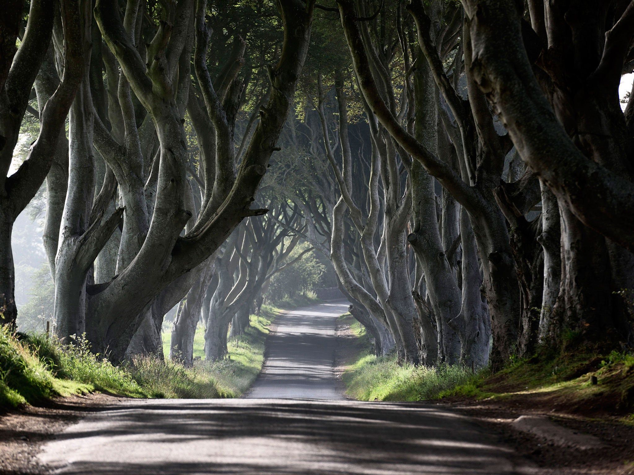 2048x1536 Game of Thrones' tree shortlisted for 'Tree of the Year'