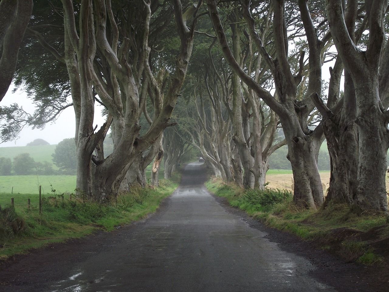 1280x960 Download free photo of Game of thrones, ireland, trees, hedges, nature