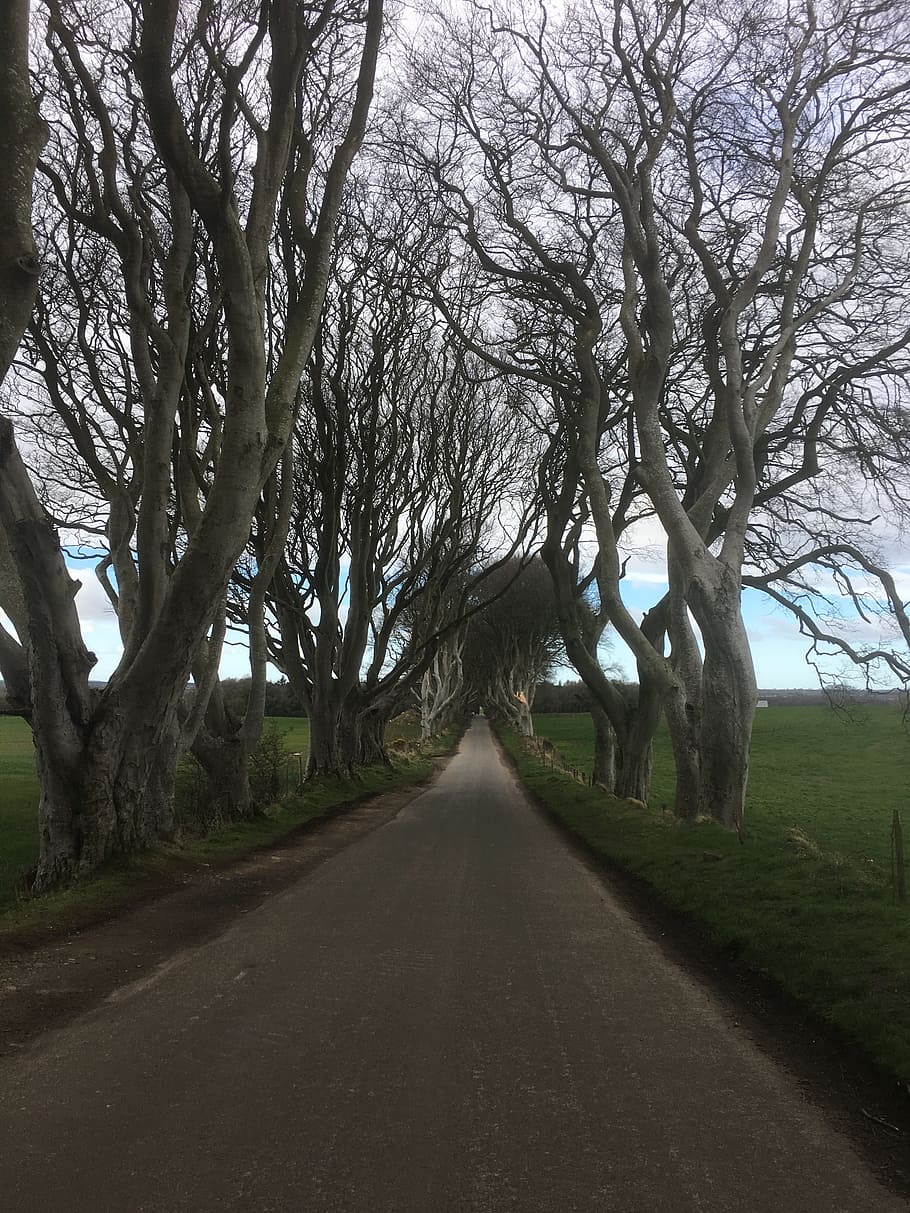 910x1213 ireland, the dark hedges, game of thrones series, trees, road, places of interest, tourism, walk
