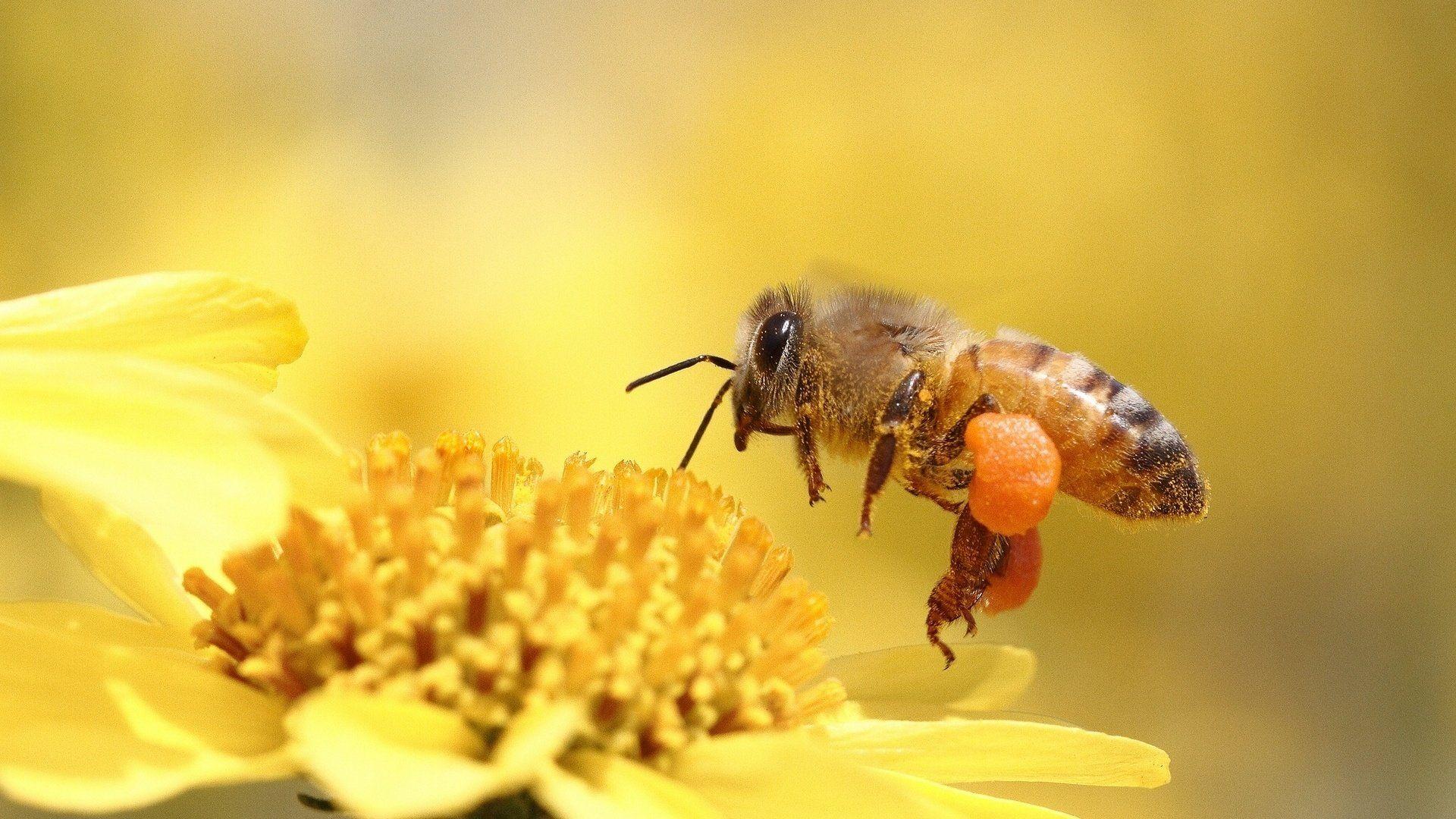 1920x1080 Honey bee pollinating flower yellow wallpaperx1080