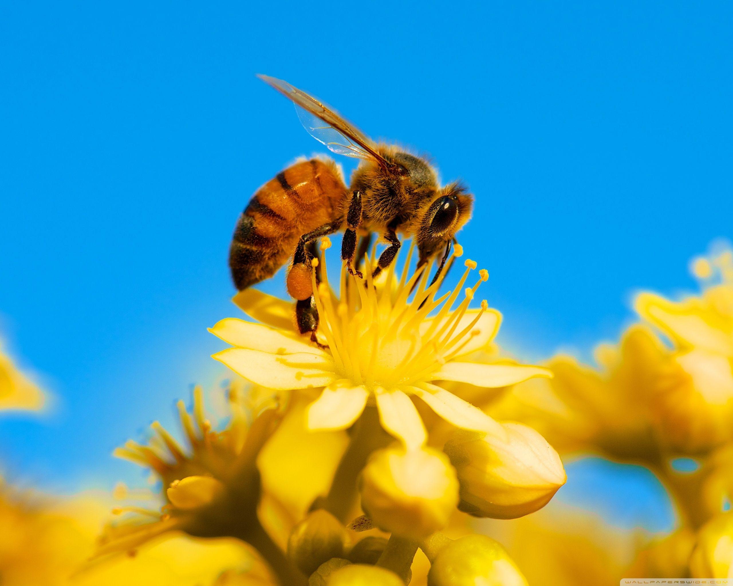 Погода в пчела. Пчела на цветке. Красивая пчела. Пчелки на цветах. Пчелы в природе.