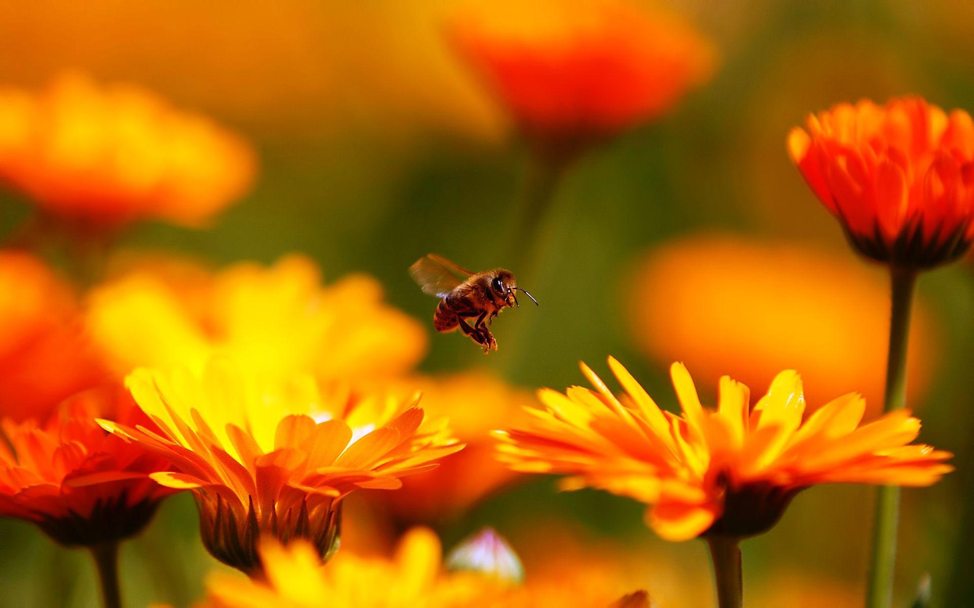 1920x1200 Fantastic Honey Bee Wallpaper 46779 1920x1200px