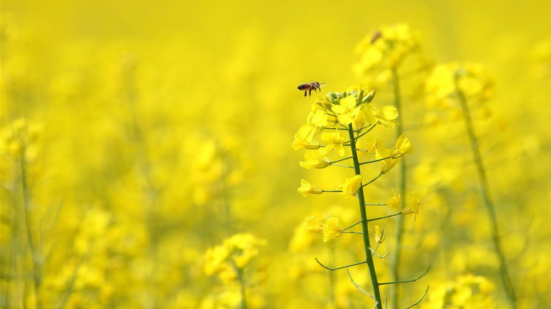 1920x1080 Free download Honey bee on yellow flower wallpaper 206 [1920x1080] for your Desktop, Mobile & Tablet. Explore Honey Bee Wallpaper. Honey Bee Wallpaper for Walls, French Bee Wallpaper, Honey Bee Desktop Wallpaper