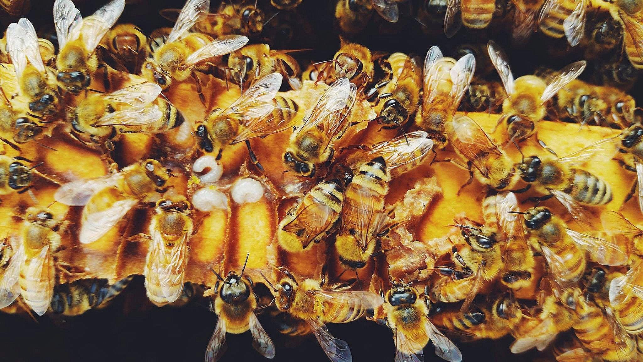 2048x1152 HELP HONEY BEES