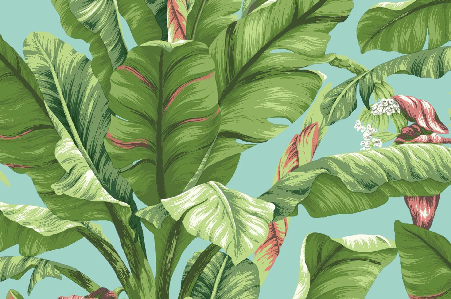 1920x1272 Banana Leaf Wallpaper Background Tropical Leaf