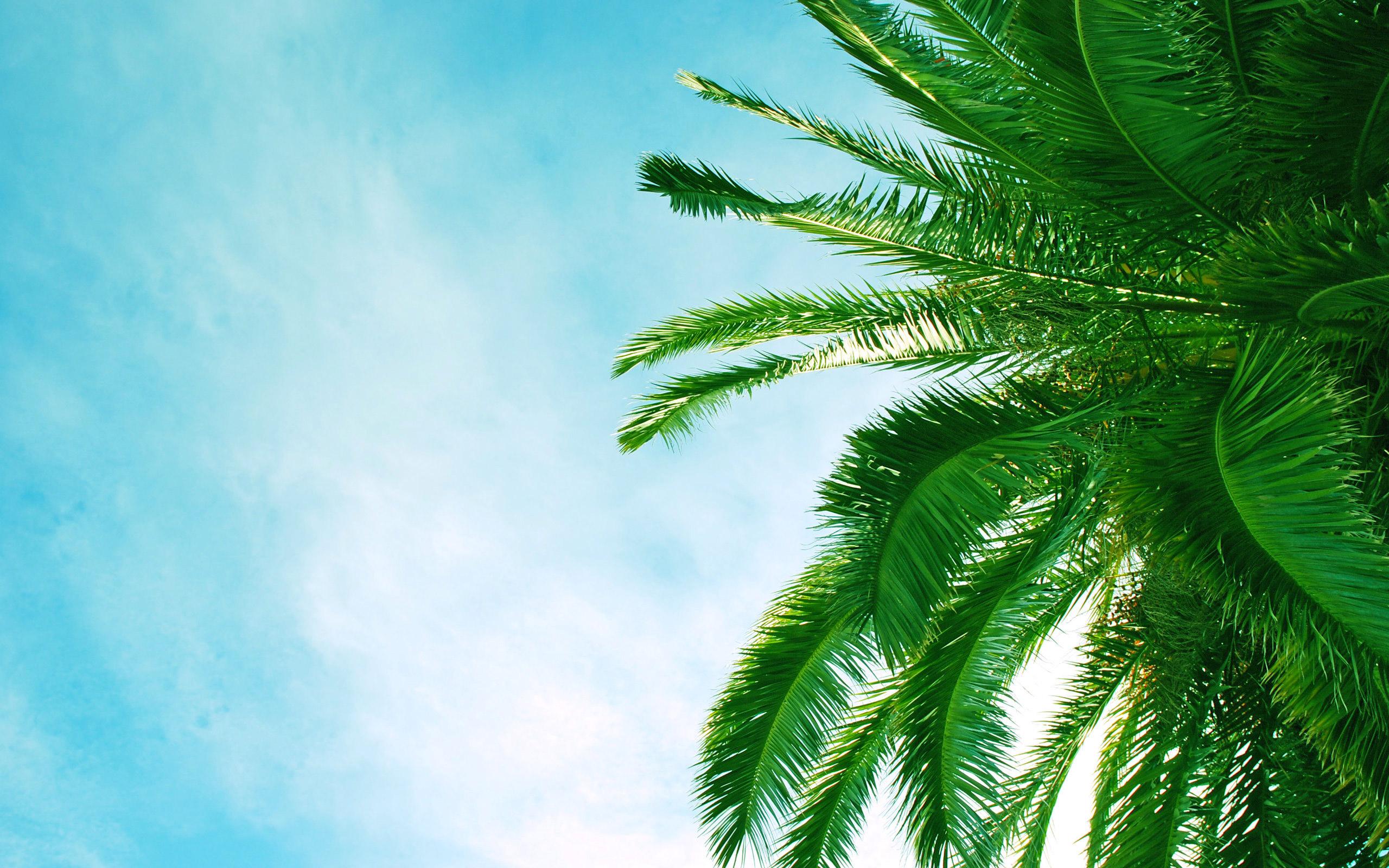 2560x1600 Palm Background. Emoji Palm Tree