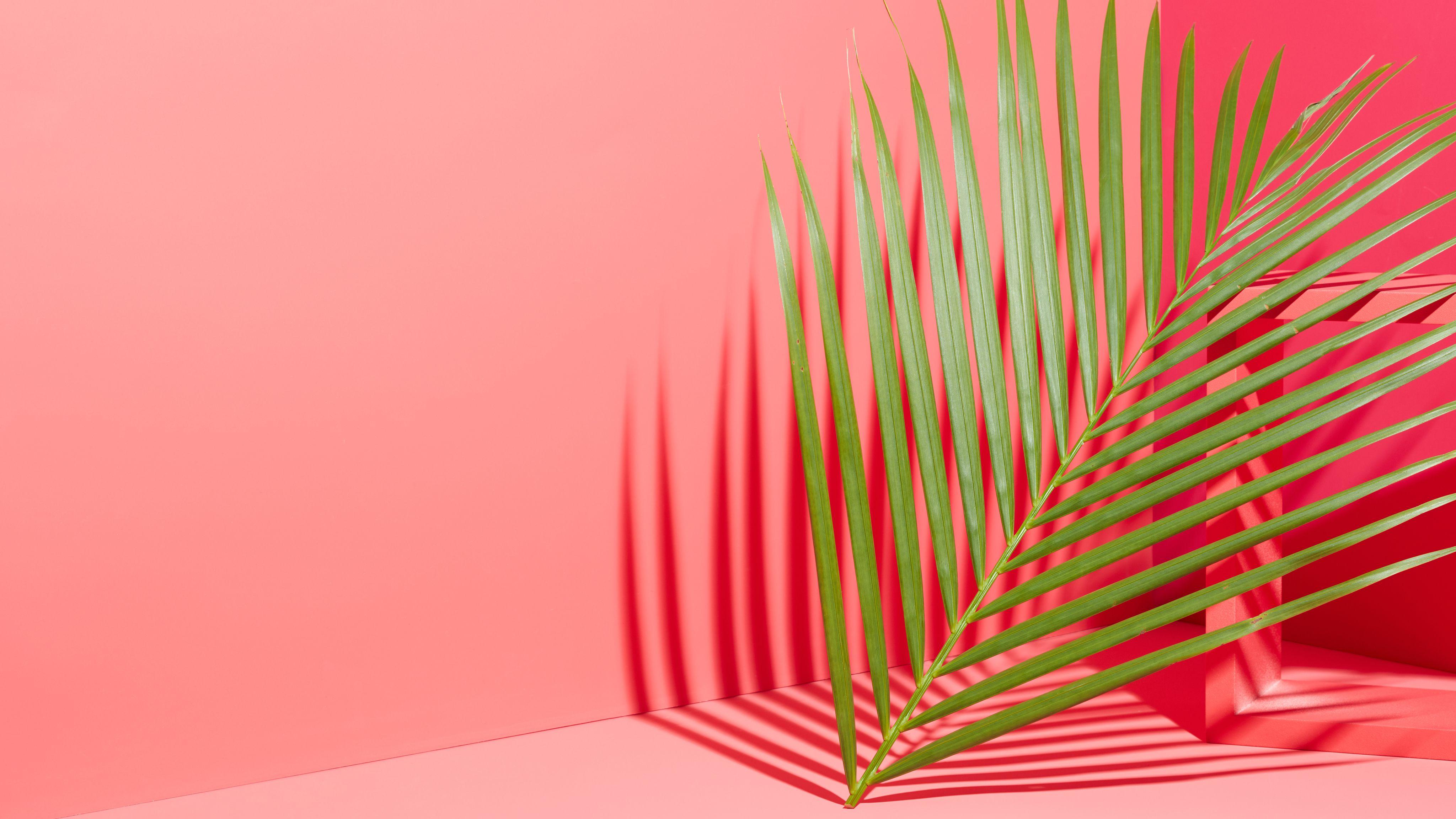 4096x2304 Tropical Computer Wallpaper