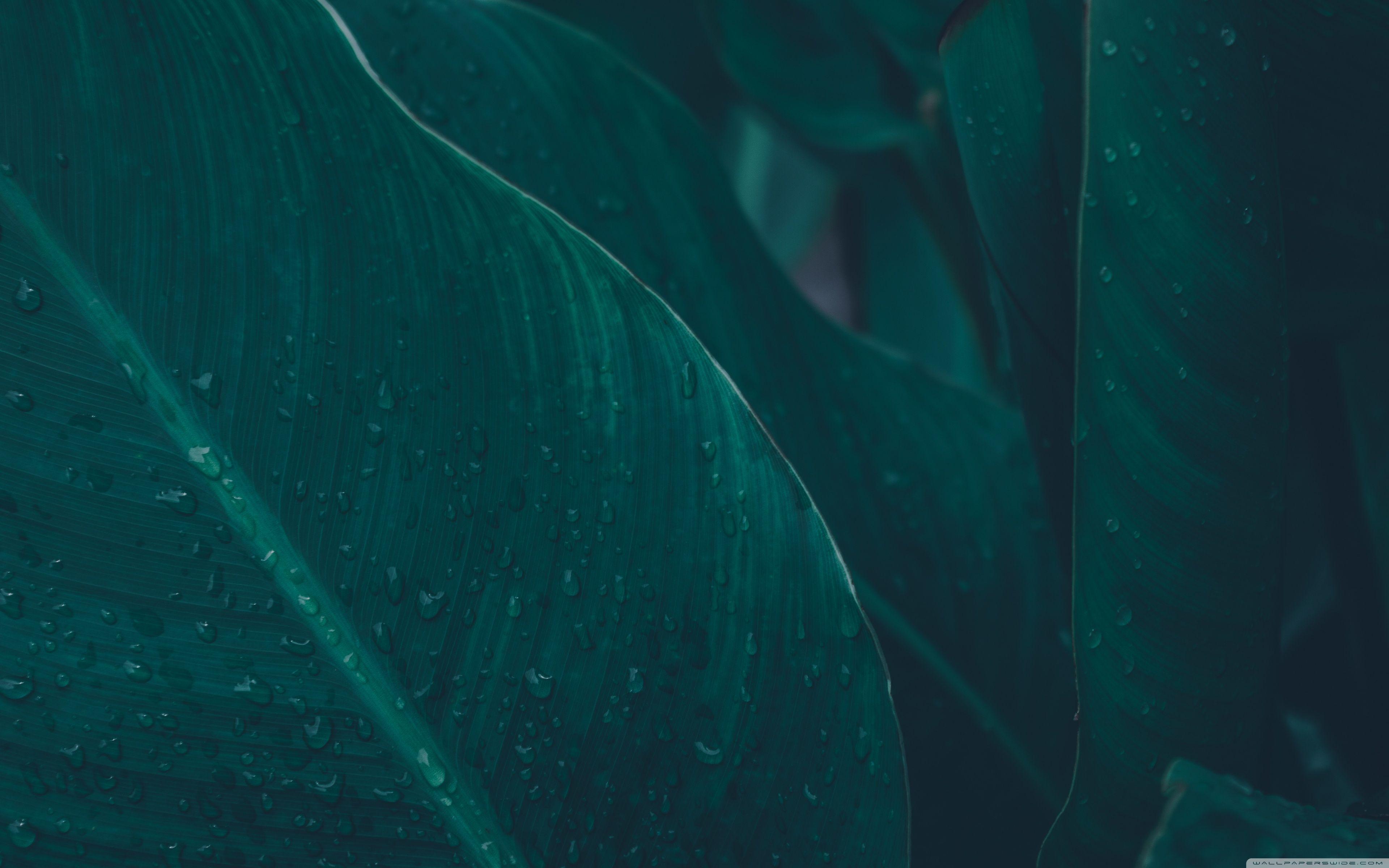 3840x2400 Green Tropical Leaves Ultra HD Desktop Background Wallpaper for 4K