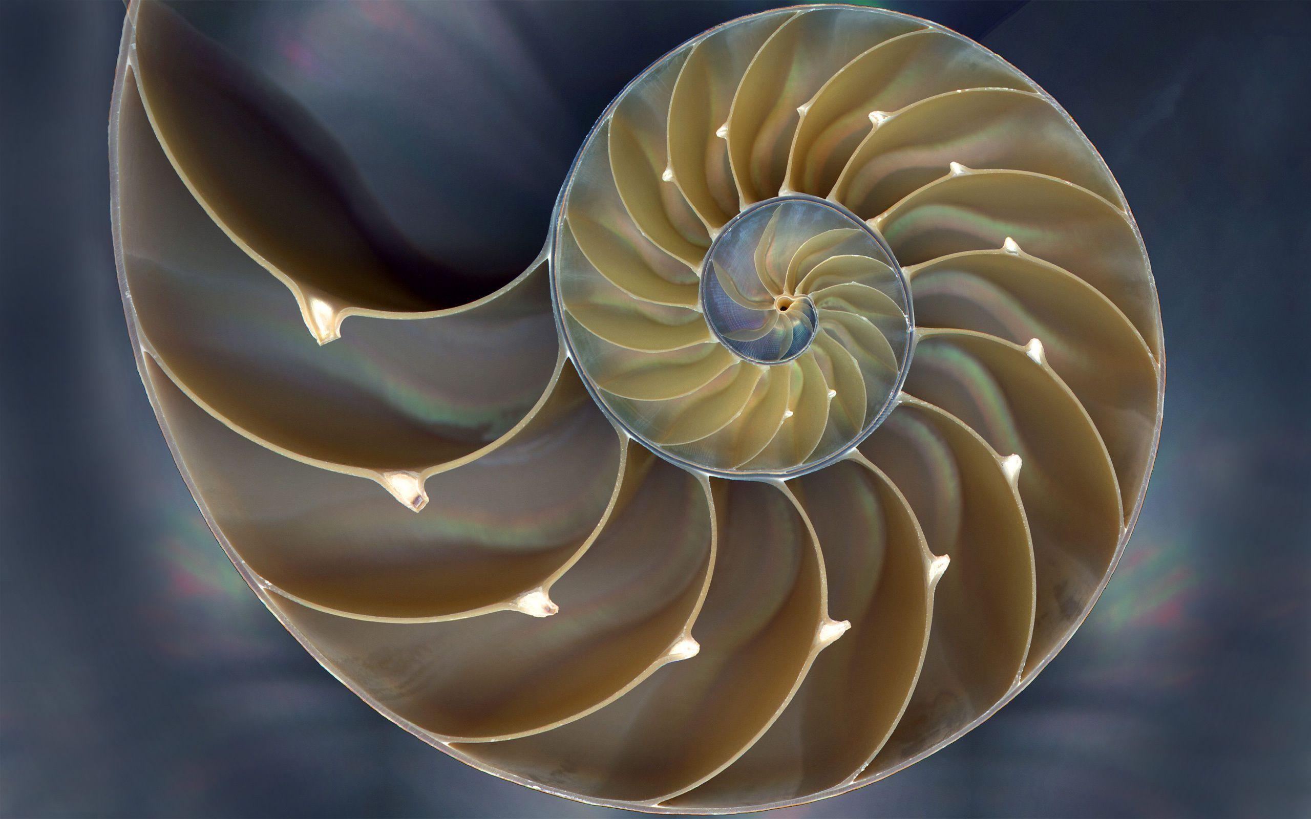 Fibonacci Spiral Wallpapers - Top Free Fibonacci Spiral Backgrounds