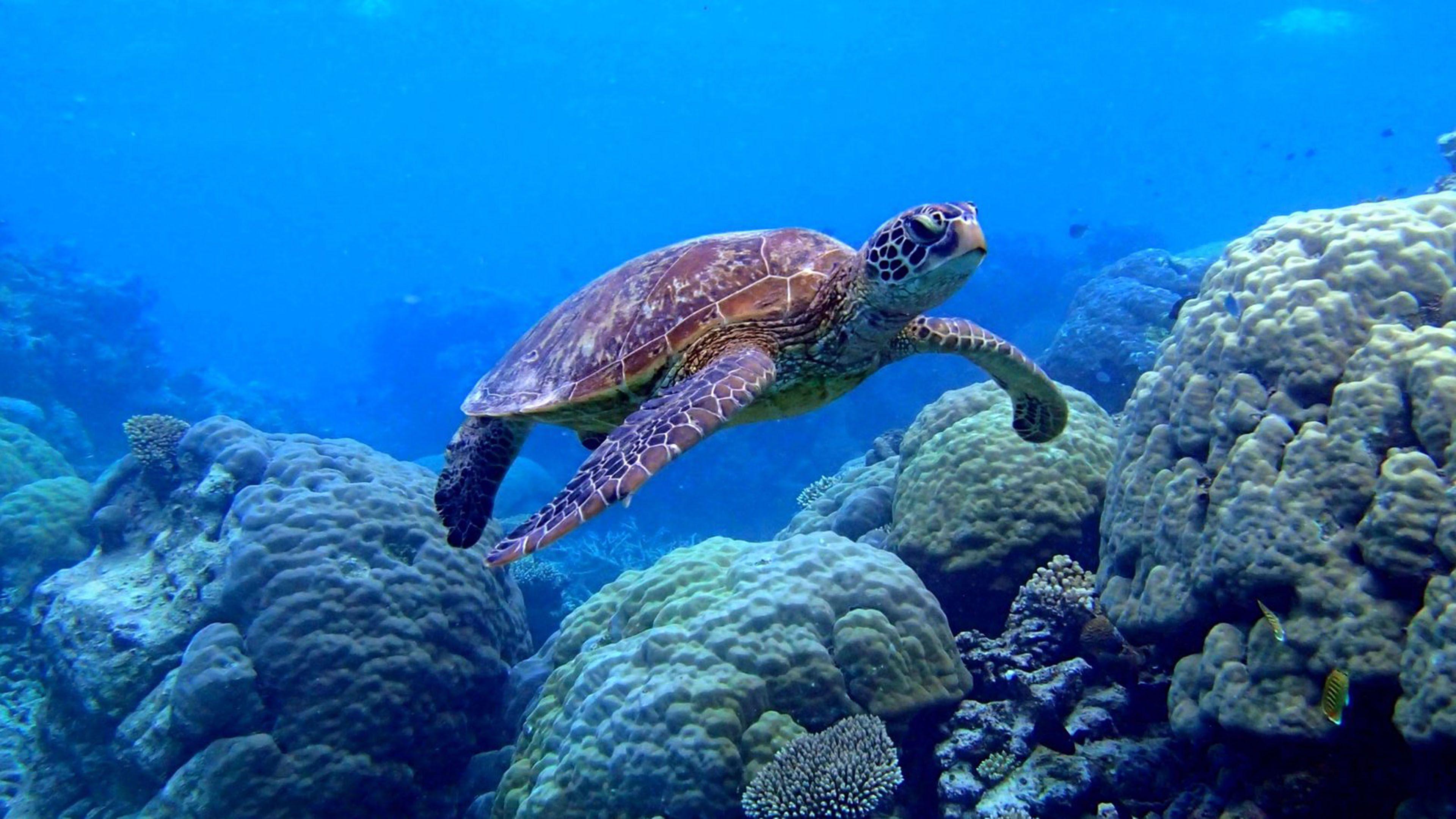 3840x2160 Sea Turtle Swimming Underwater Scene Coral Image Desktop Wallpaper HD :