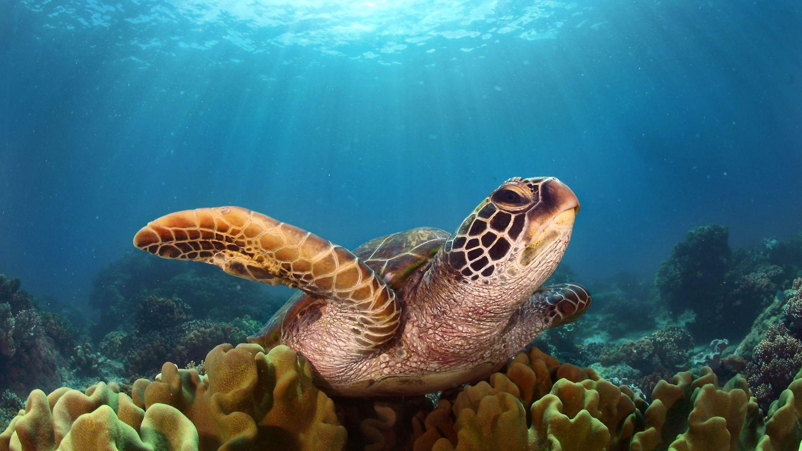 Sea Turtle Desktop Wallpapers Top Free Sea Turtle Desktop Backgrounds