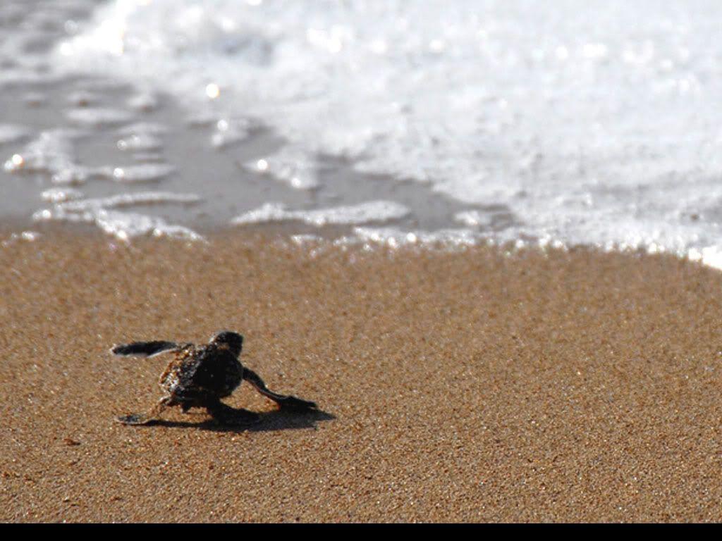 1024x768 Free download Baby Sea Turtle Desktop Background HD chillcovercom