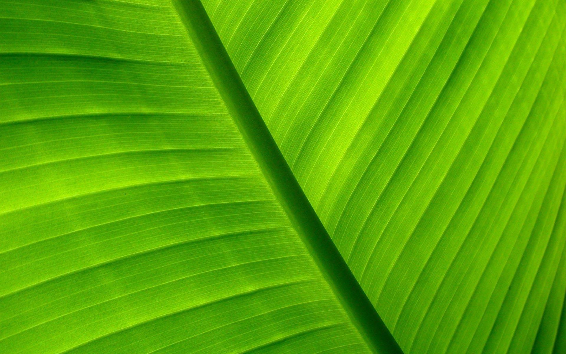1920x1200 Palm Leaf Wallpaper
