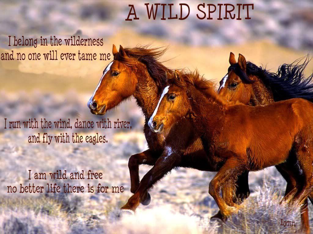 1024x768 wild mustangs. Wild horses, Wild horses mustangs, Horses