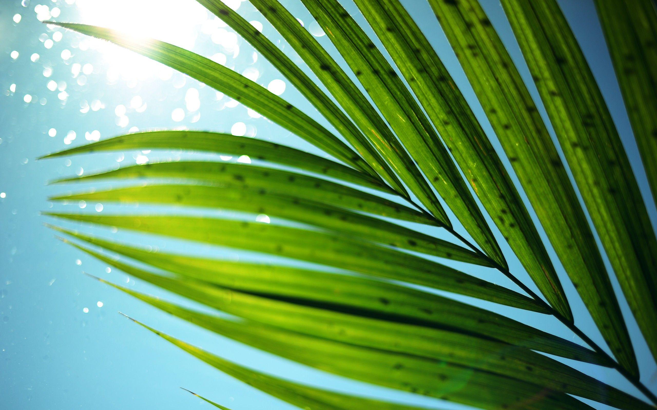 2560x1600 Free download Majestisc Palm Tree Leaf widescreen wallpaper Wide