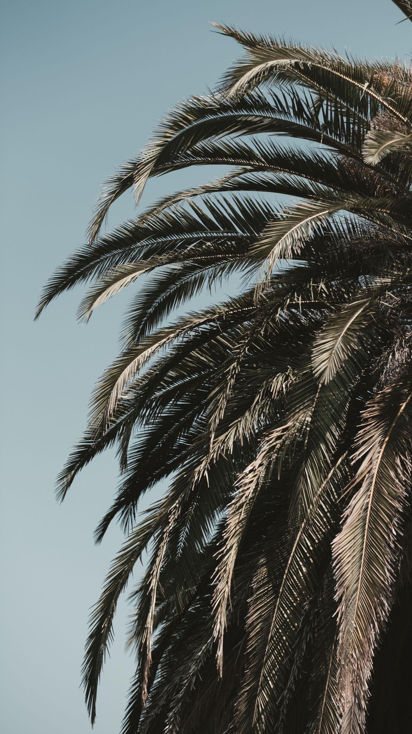 Palm Tree Leaves Wallpapers Top Free Palm Tree Leaves Backgrounds