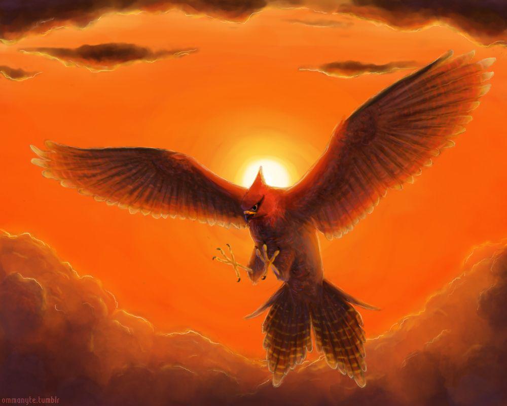 1000x800 Best Talonflame image. Pokemon, Peregrine falcon, Peregrine