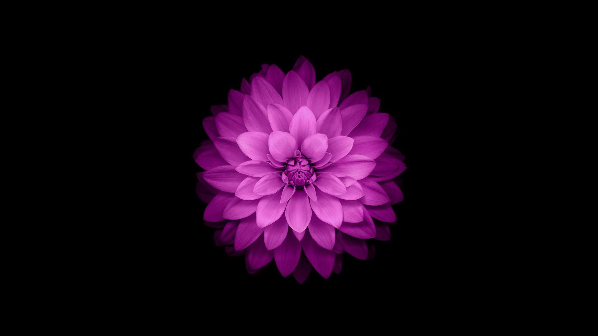 1920x1080 ios 9 flower wallpaper delphox designs ios 8 desktop wallpaper 9