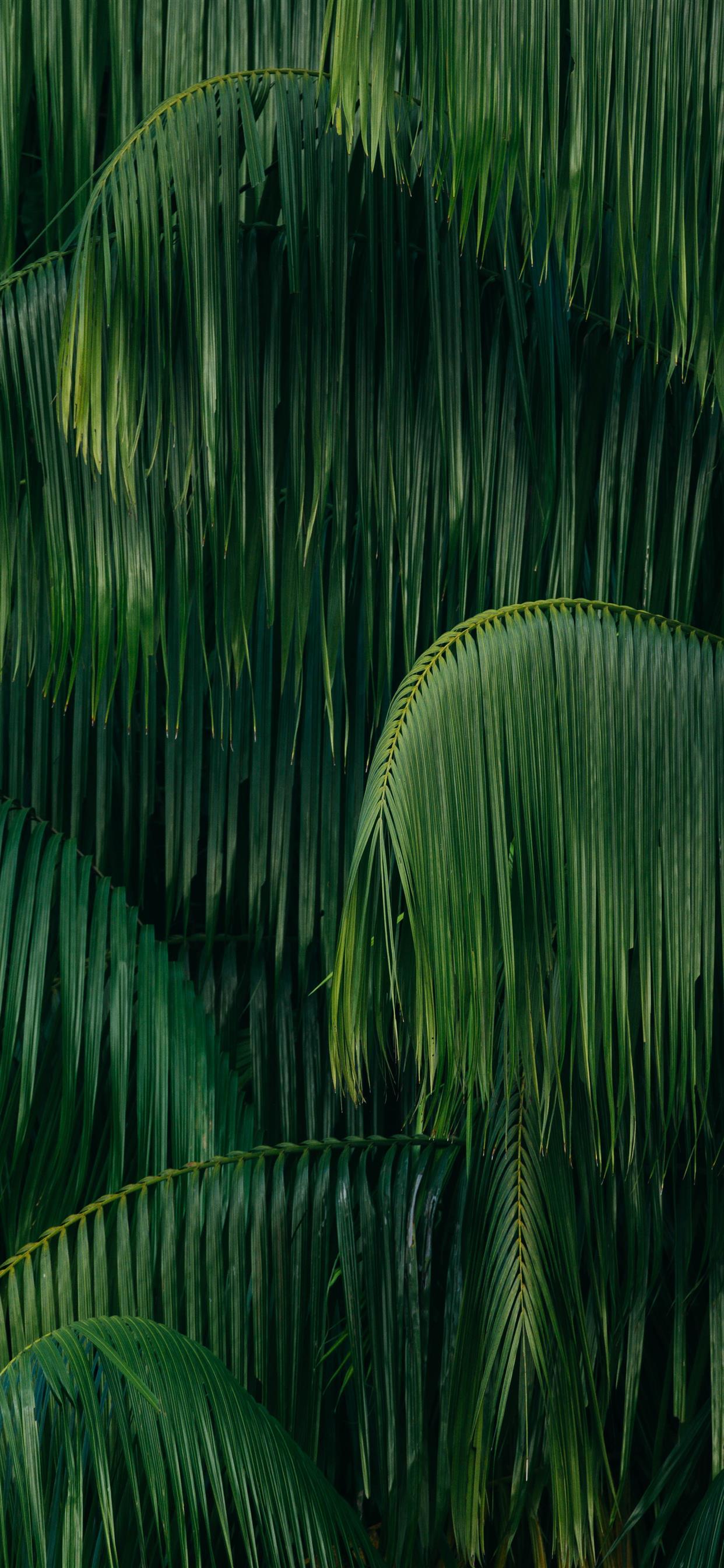 Palm Tree Leaves iPhone Wallpapers Top Free Palm Tree Leaves iPhone
